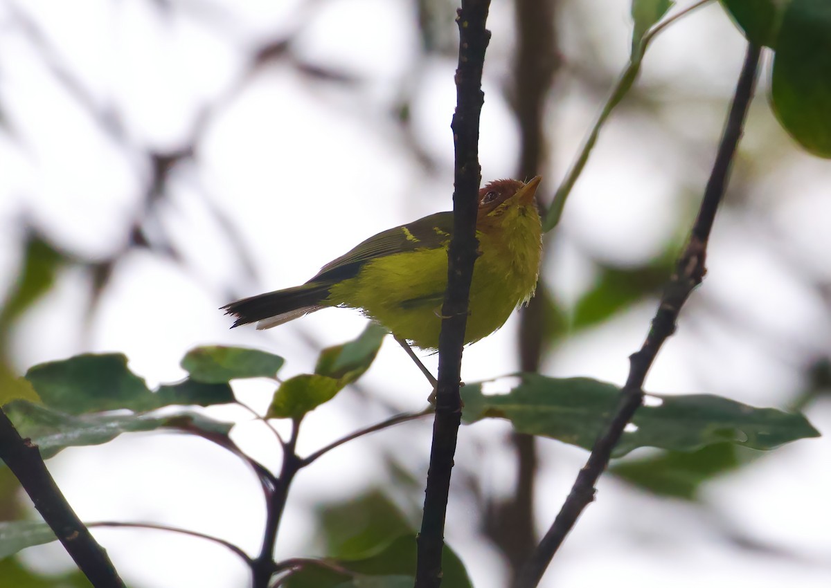 Yellow-breasted Warbler - ML620910777