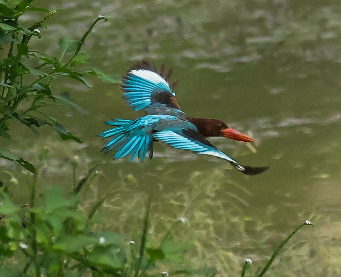 White-throated Kingfisher - Sanjay Gupta