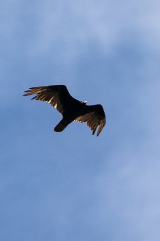 Turkey Vulture - ML620910813