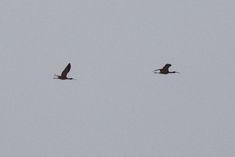 ibis hnědý - ML620910823