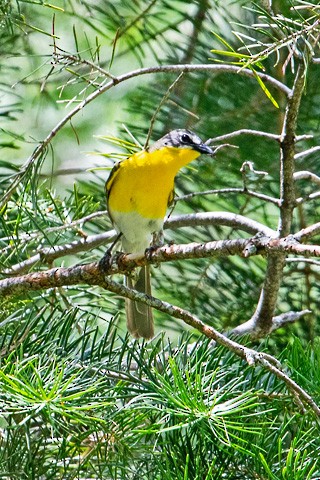 Yellow-breasted Chat - ML620910827
