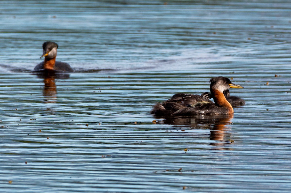 Red-necked Grebe - ML620910869