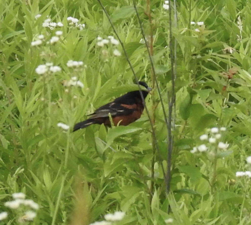 Orchard Oriole - ML620910871
