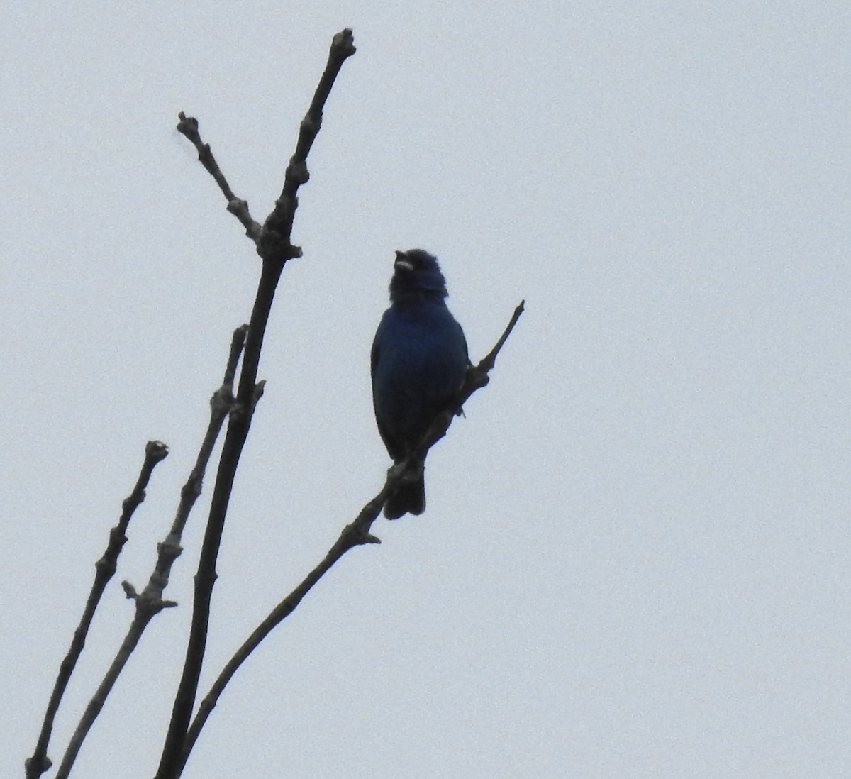 Indigo Bunting - ML620910885