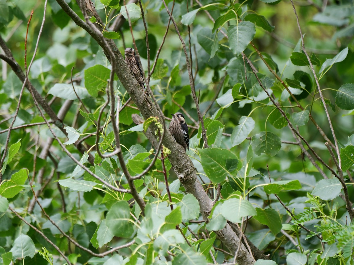 Gray-capped Pygmy Woodpecker - ML620910887