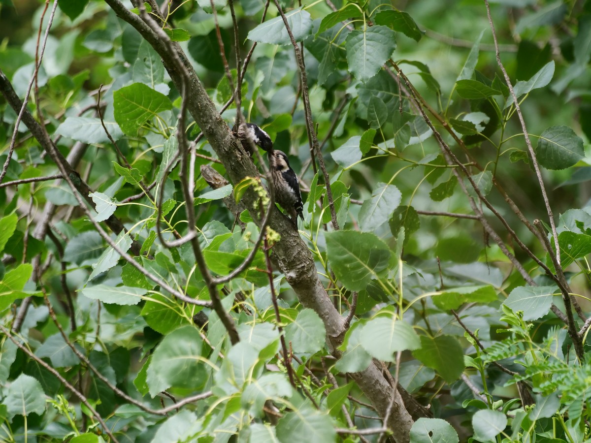 Gray-capped Pygmy Woodpecker - ML620910888