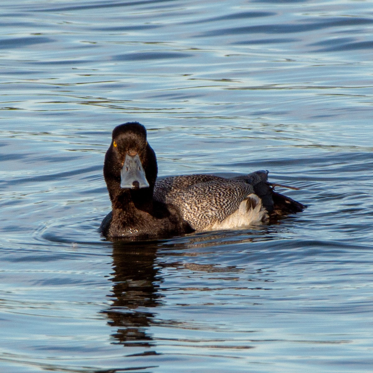Greater Scaup - ML620910895