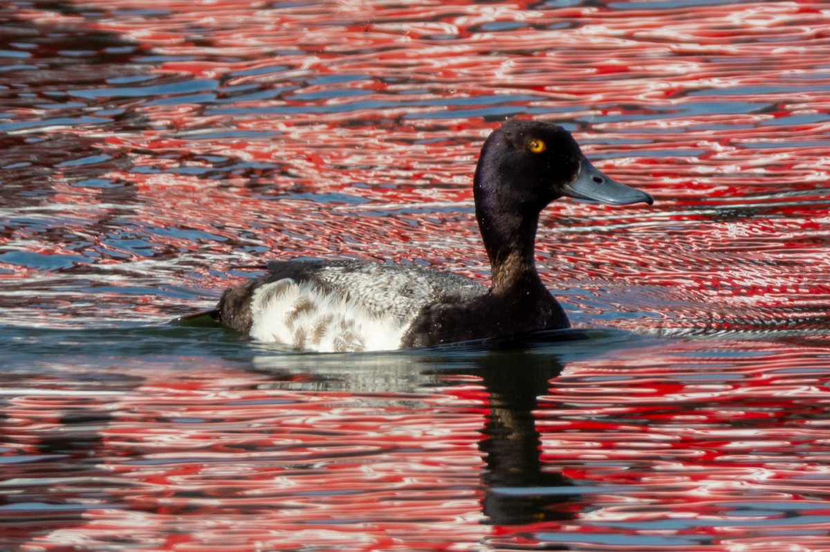 Greater Scaup - ML620910896