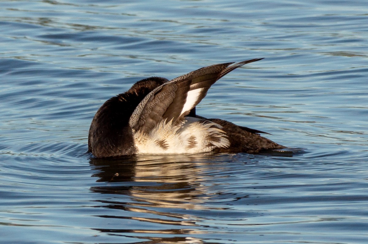 Greater Scaup - ML620910897