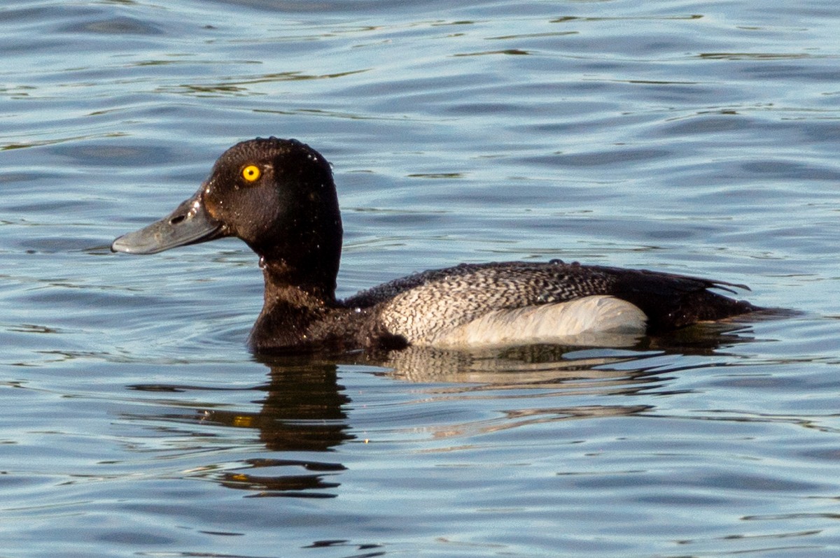 Greater Scaup - ML620910898