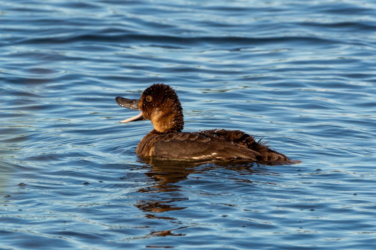 Greater Scaup - ML620910899
