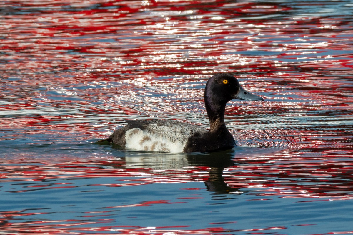 Greater Scaup - ML620910900