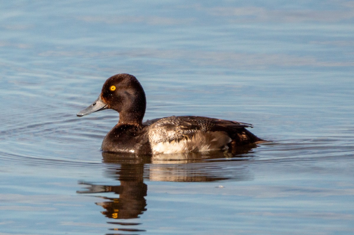Greater Scaup - ML620910901