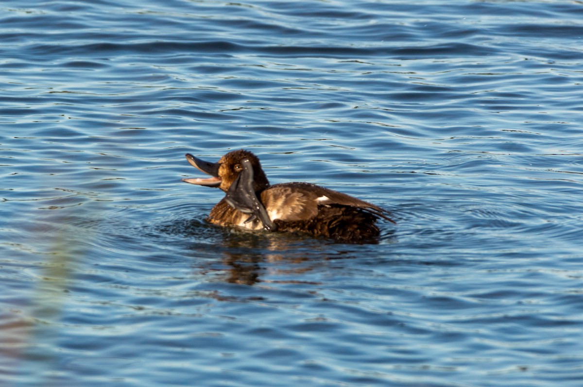 Greater Scaup - ML620910902