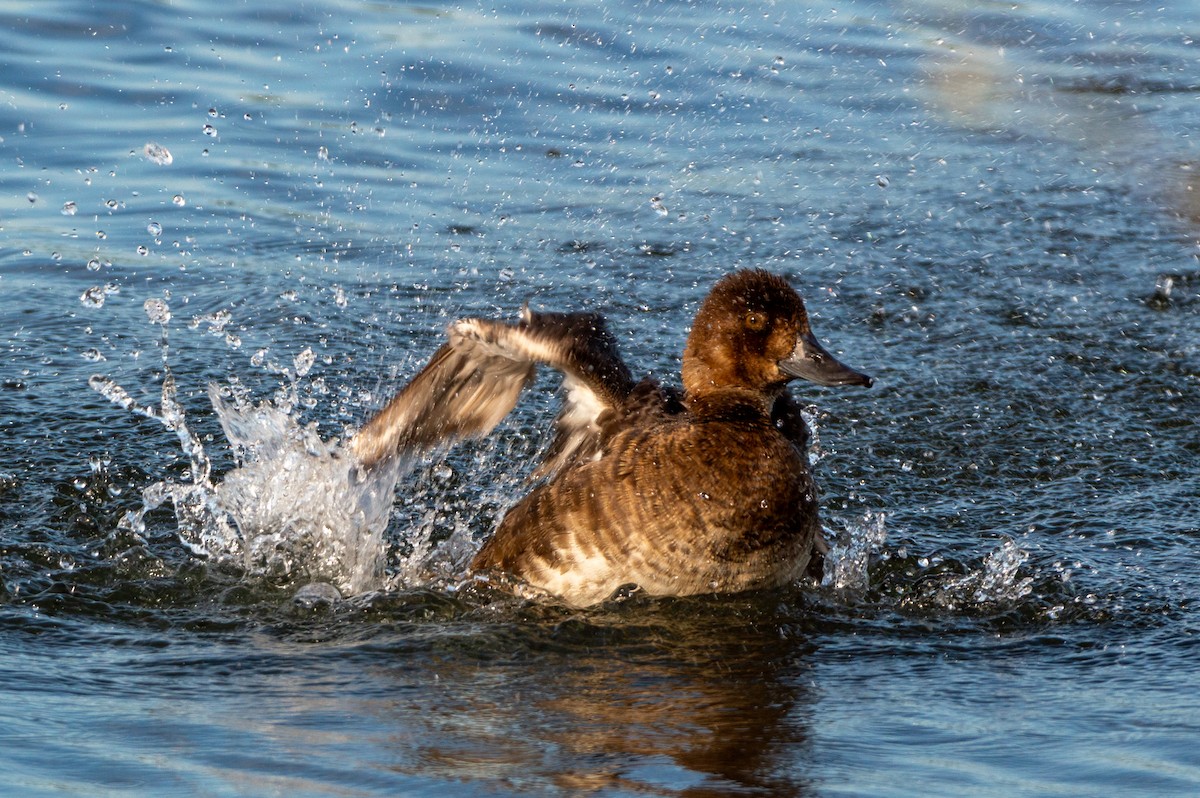 Greater Scaup - ML620910903