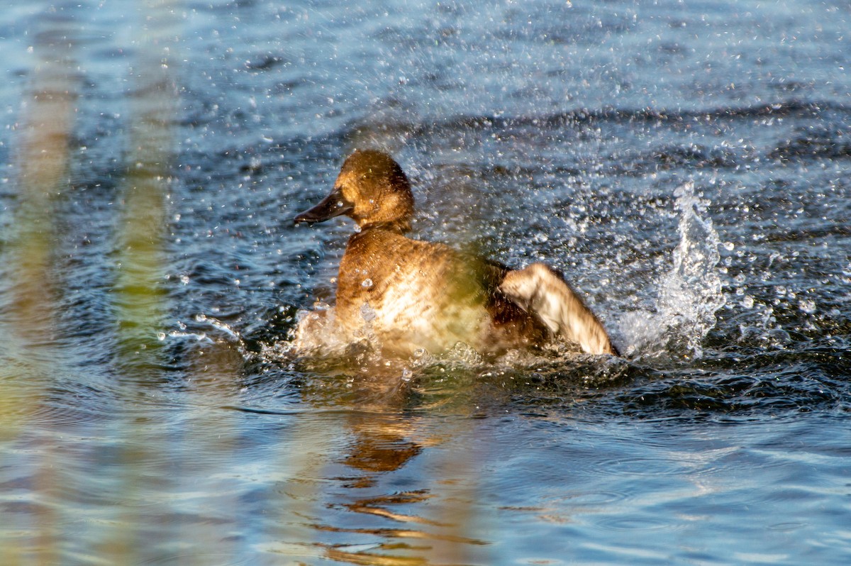 Greater Scaup - ML620910904