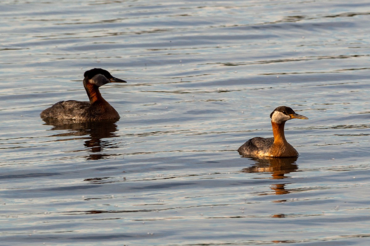 Red-necked Grebe - ML620910914
