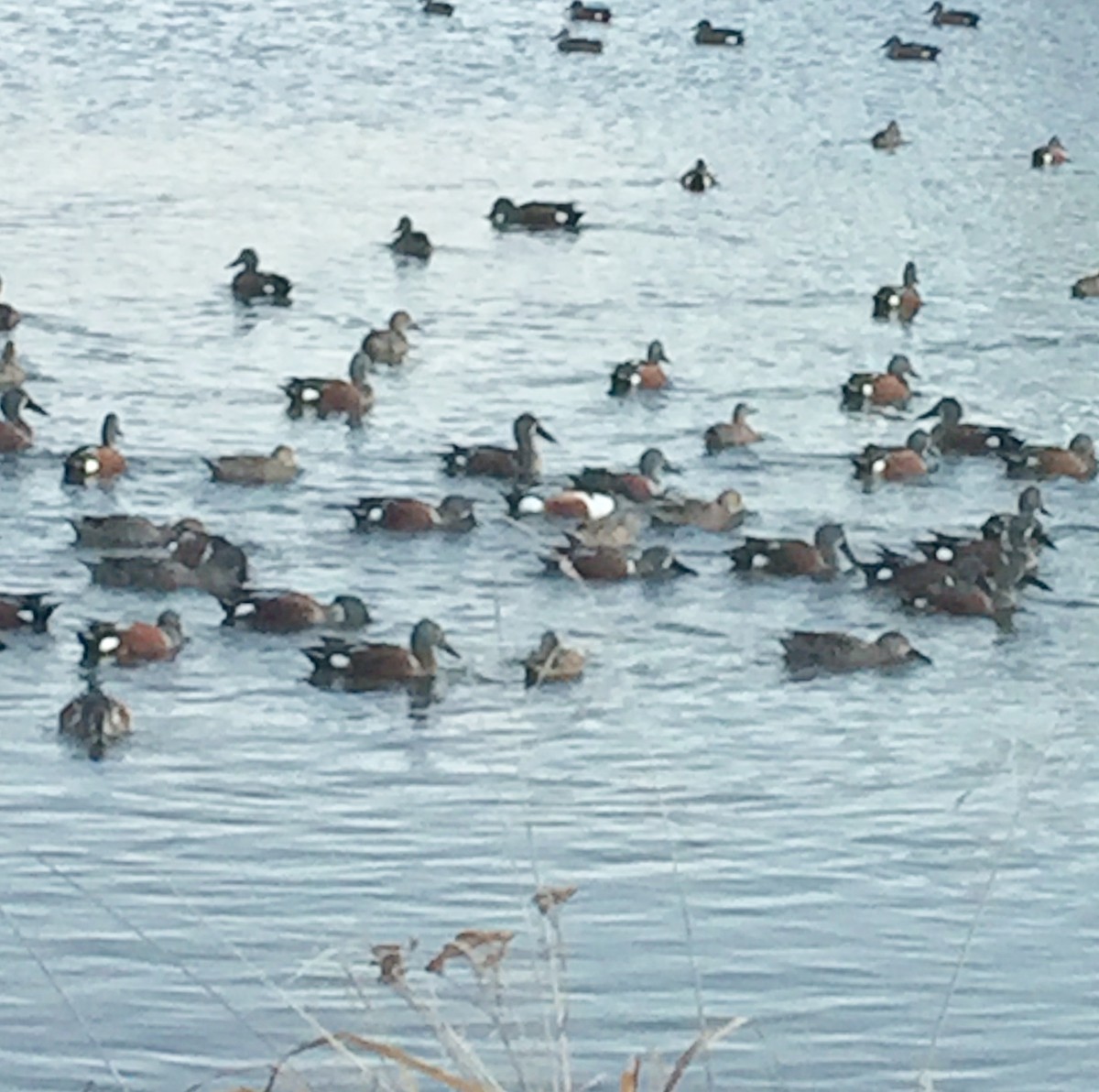 Northern Shoveler - ML620910925