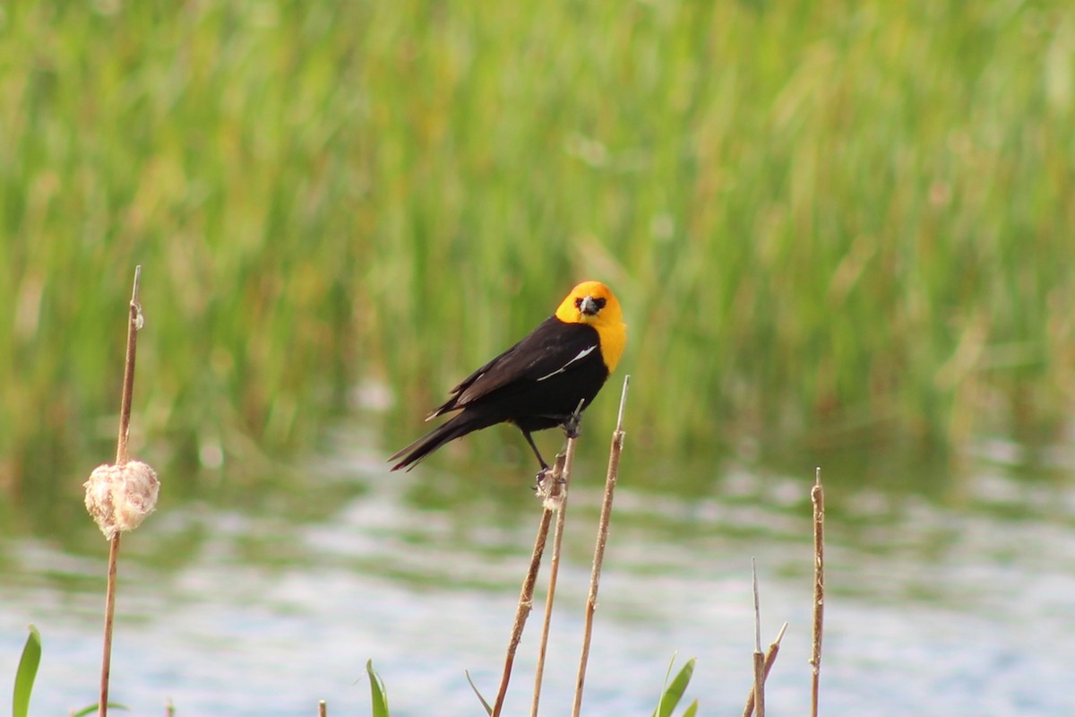 Yellow-headed Blackbird - David Twomey