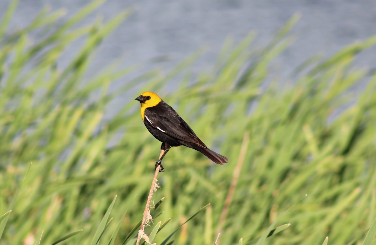 Yellow-headed Blackbird - ML620910975