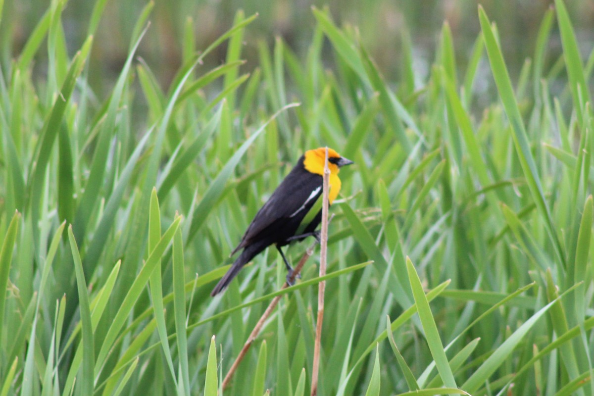 Yellow-headed Blackbird - ML620910976