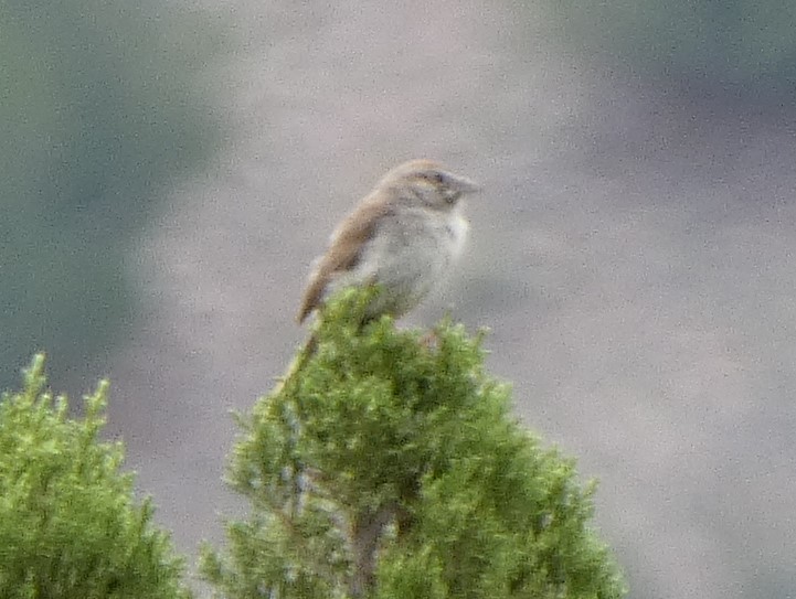 Rufous-crowned Sparrow - ML620910978
