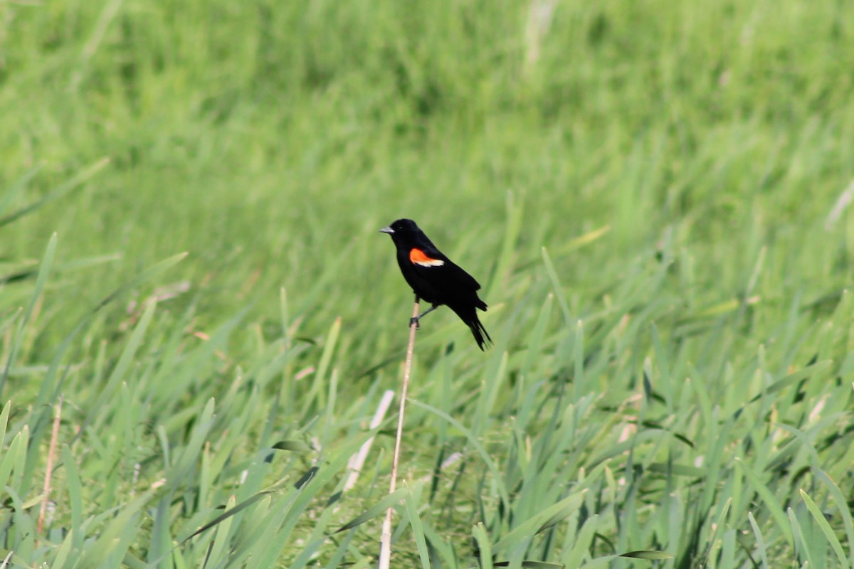 Red-winged Blackbird - ML620910979