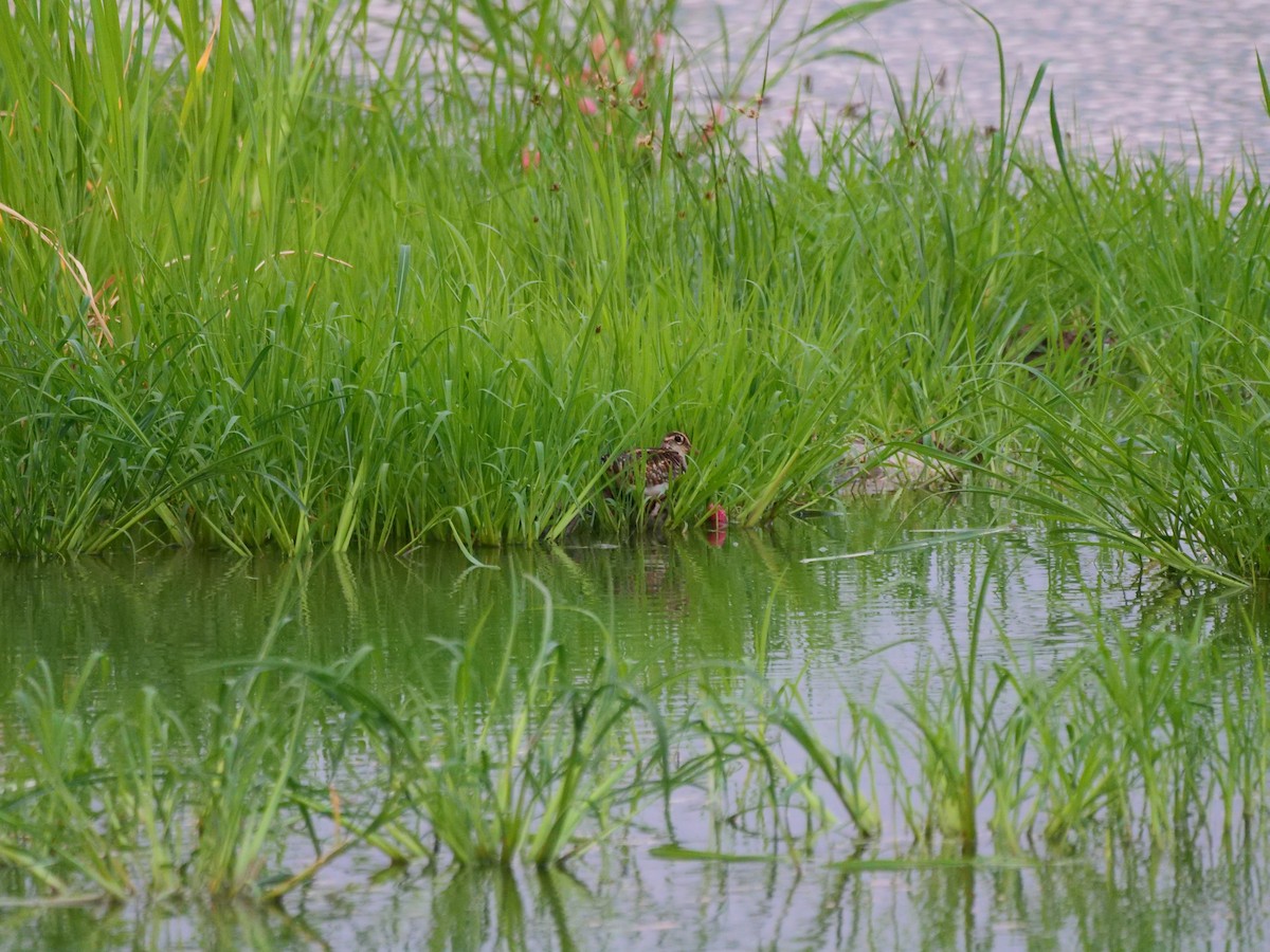 Greater Painted-Snipe - ML620910991