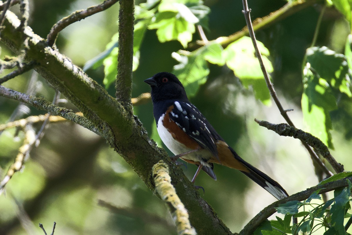 Spotted Towhee - ML620911010