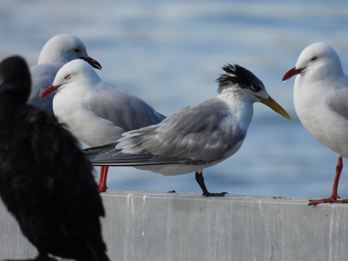 Great Crested Tern - ML620911016