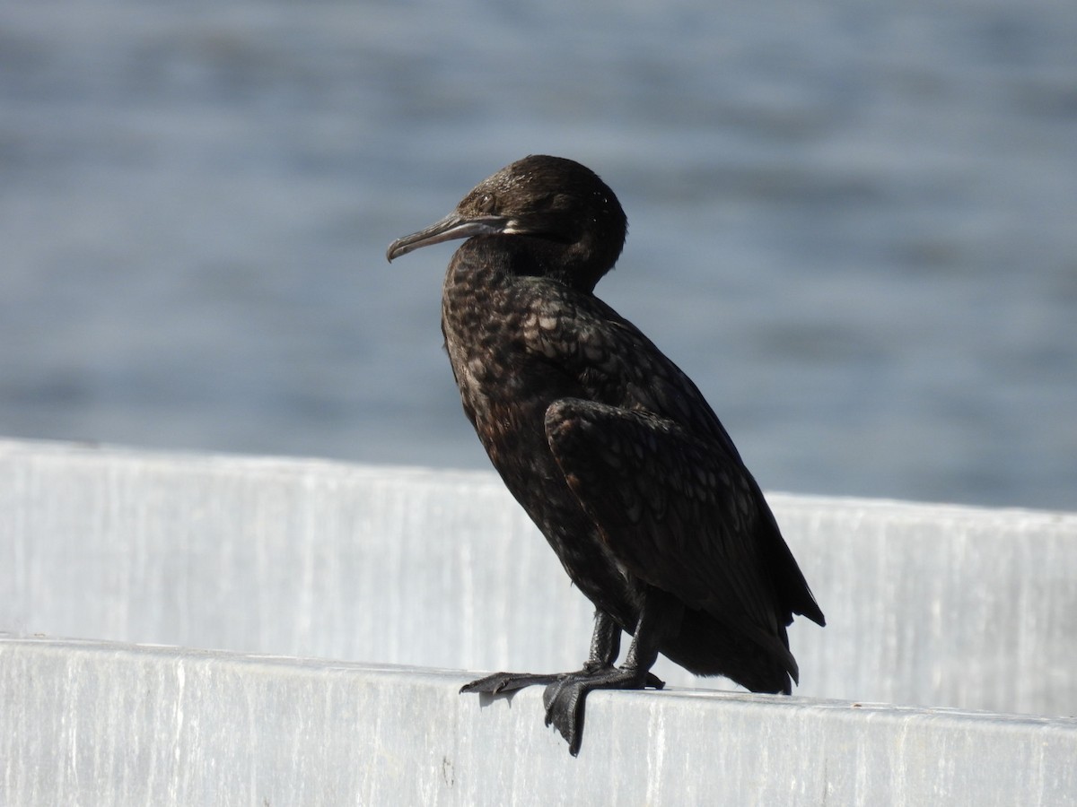Little Black Cormorant - ML620911029