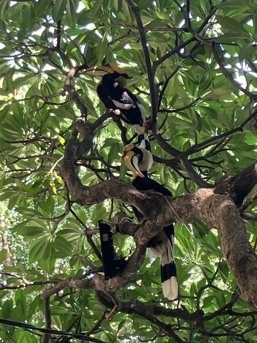 Great Hornbill - ML620911040
