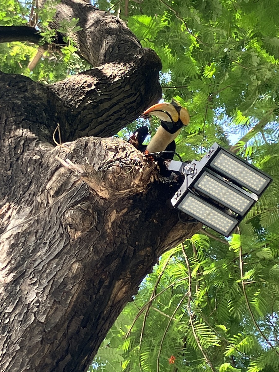 Great Hornbill - ML620911041