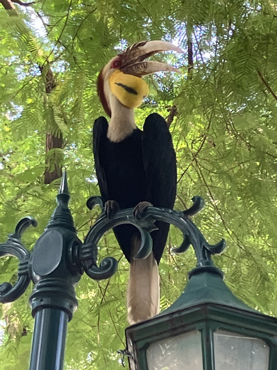 Wreathed Hornbill - ML620911043
