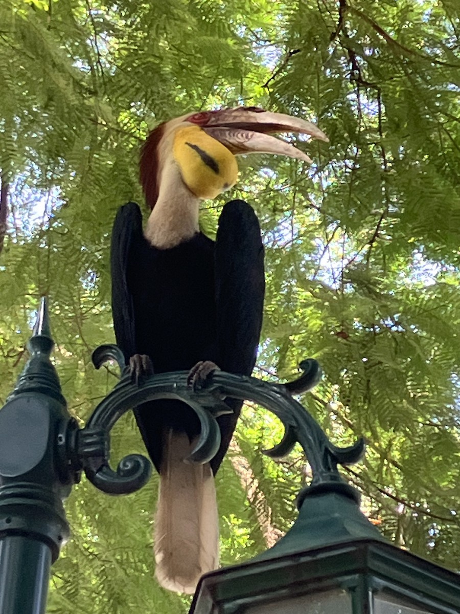 Wreathed Hornbill - ML620911044
