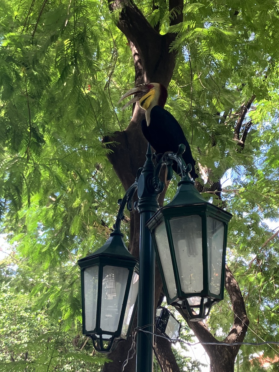 Wreathed Hornbill - ML620911045