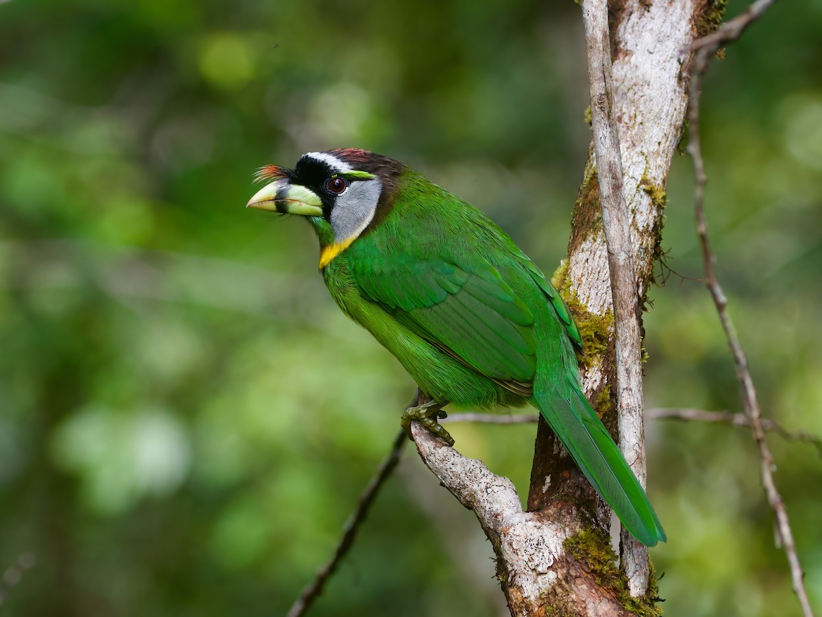 Fire-tufted Barbet - ML620911067