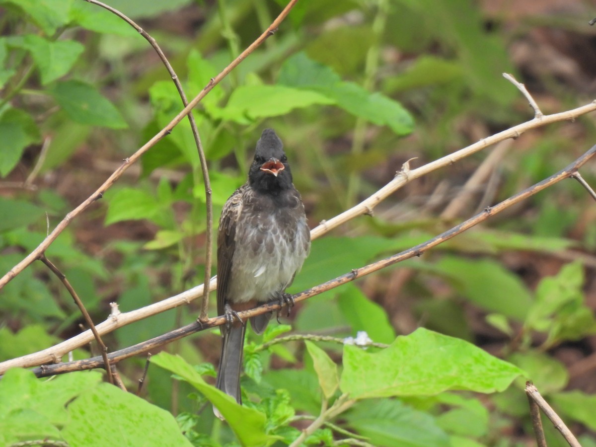 Red-vented Bulbul - ML620911150