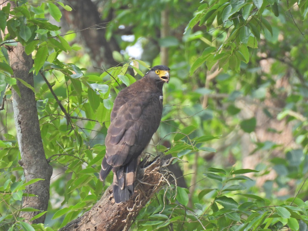 Crested Serpent-Eagle - ML620911156
