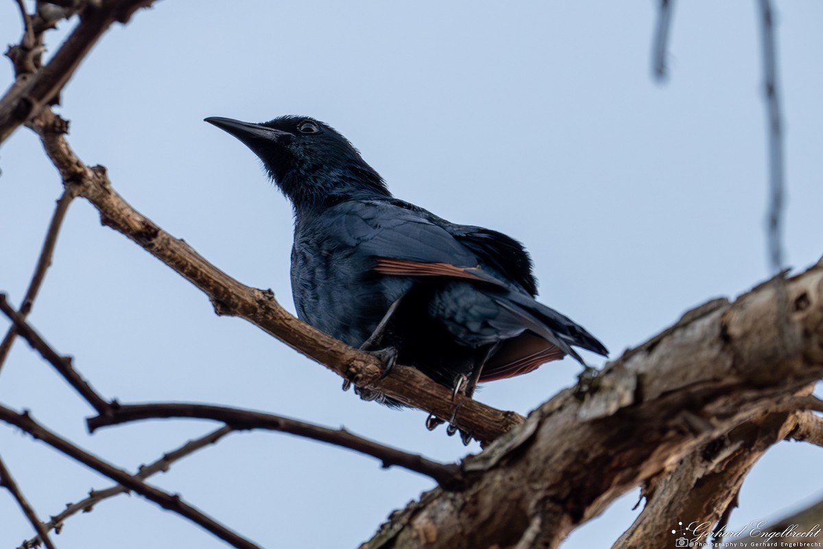 Red-winged Starling - ML620911171