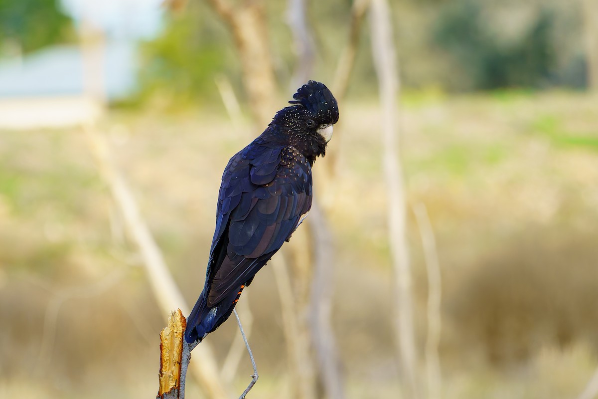 Red-tailed Black-Cockatoo - ML620911186