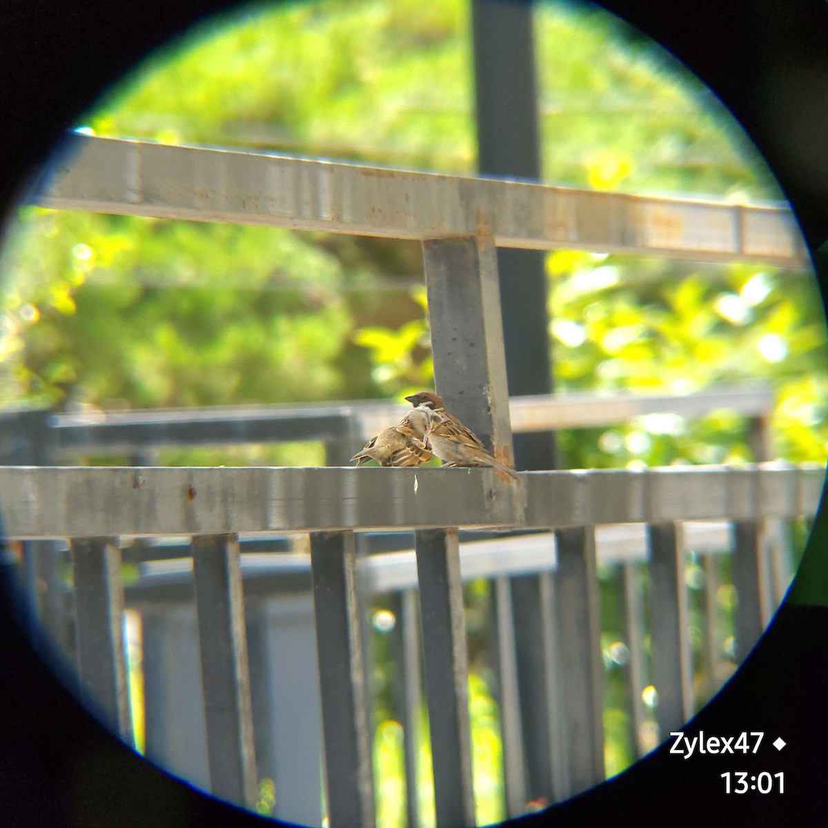 Eurasian Tree Sparrow - ML620911198