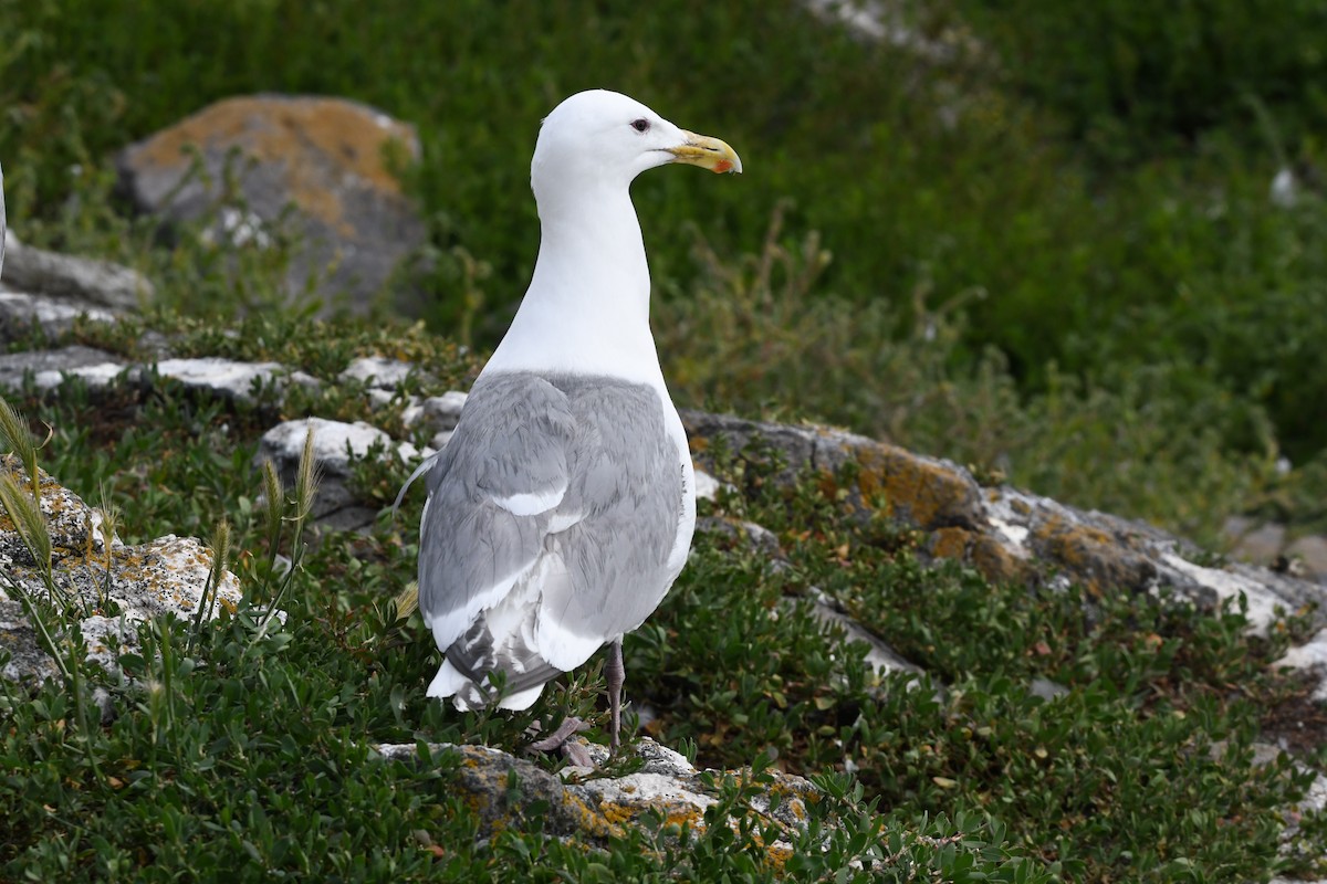 Western x Glaucous-winged Gull (hybrid) - Andrew Jacobs