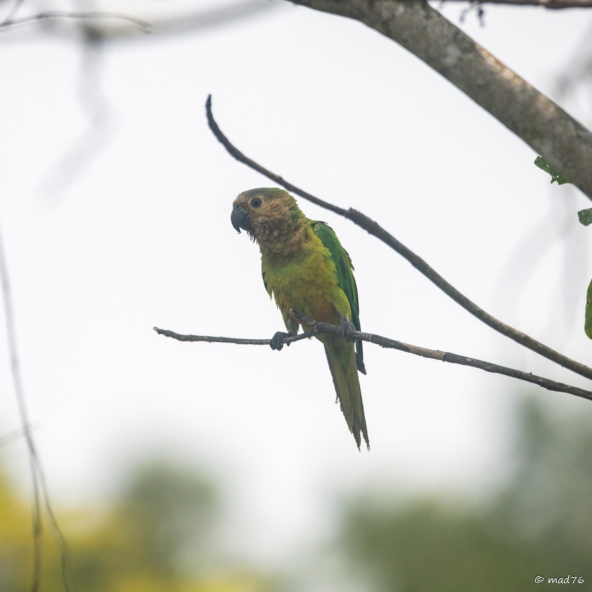 Brown-throated Parakeet - ML620911231