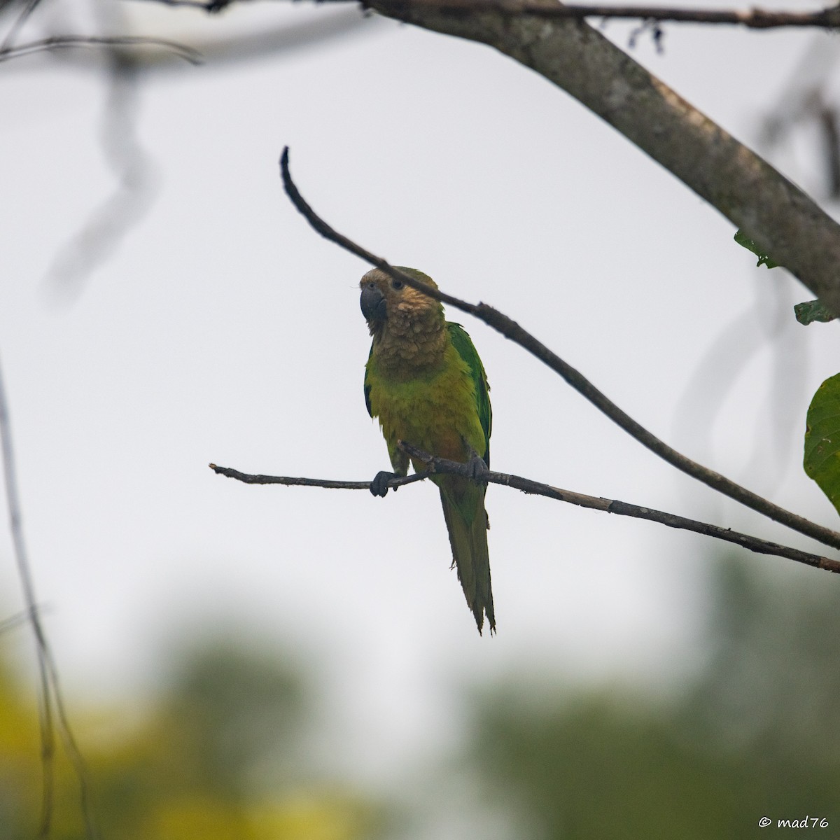 Brown-throated Parakeet - ML620911232