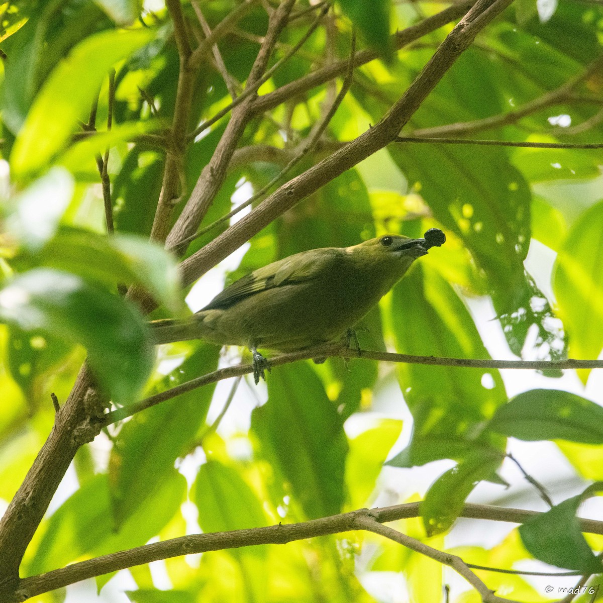 Palm Tanager - ML620911262
