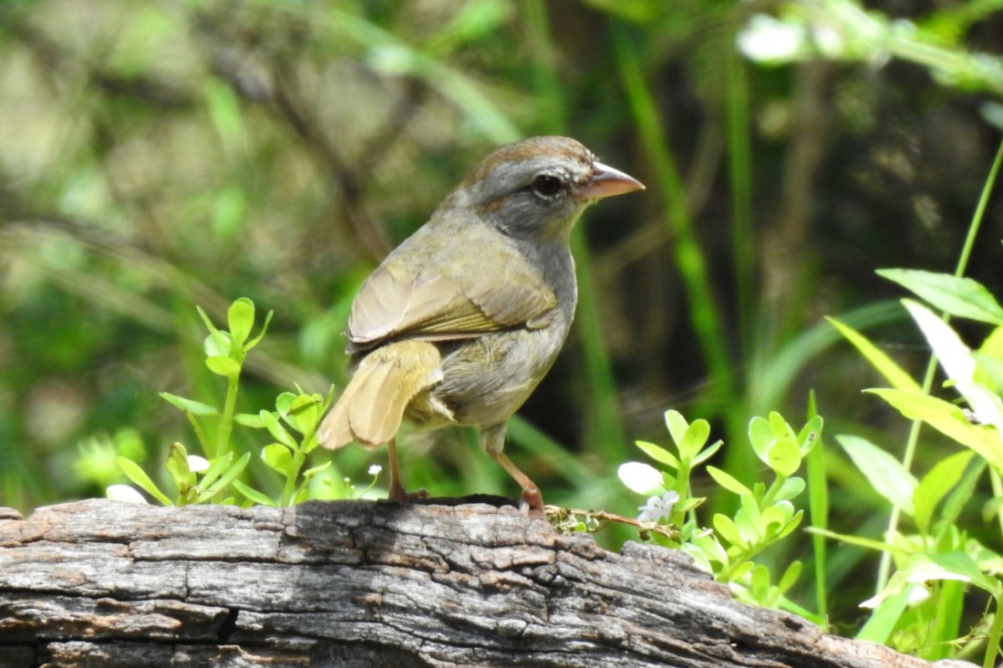 Olive Sparrow - ML620911304
