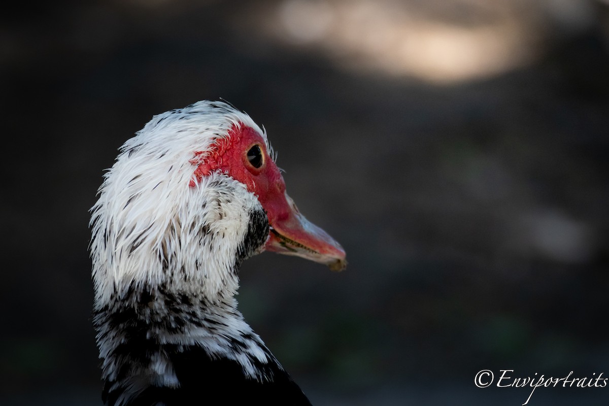 Muscovy Duck (Domestic type) - ML620911307