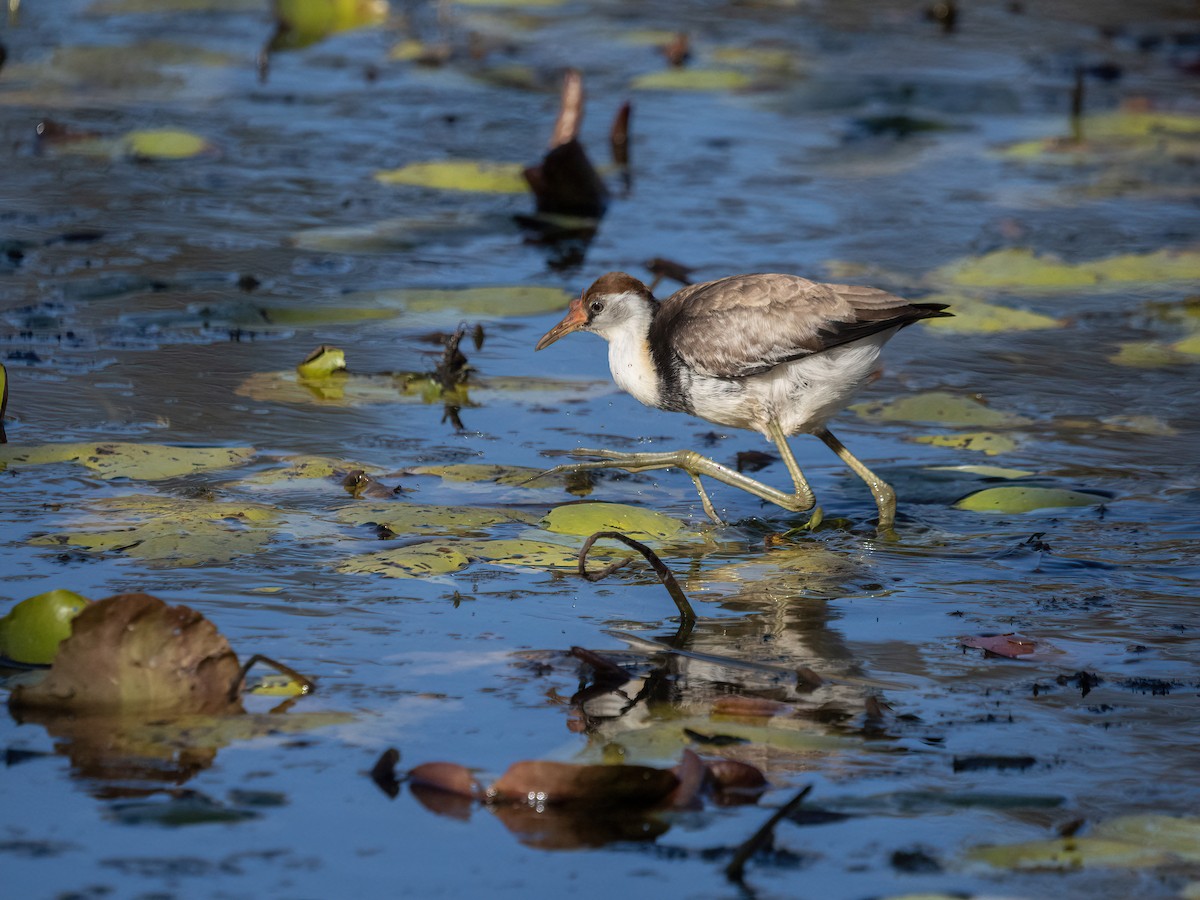 Comb-crested Jacana - Anne Love