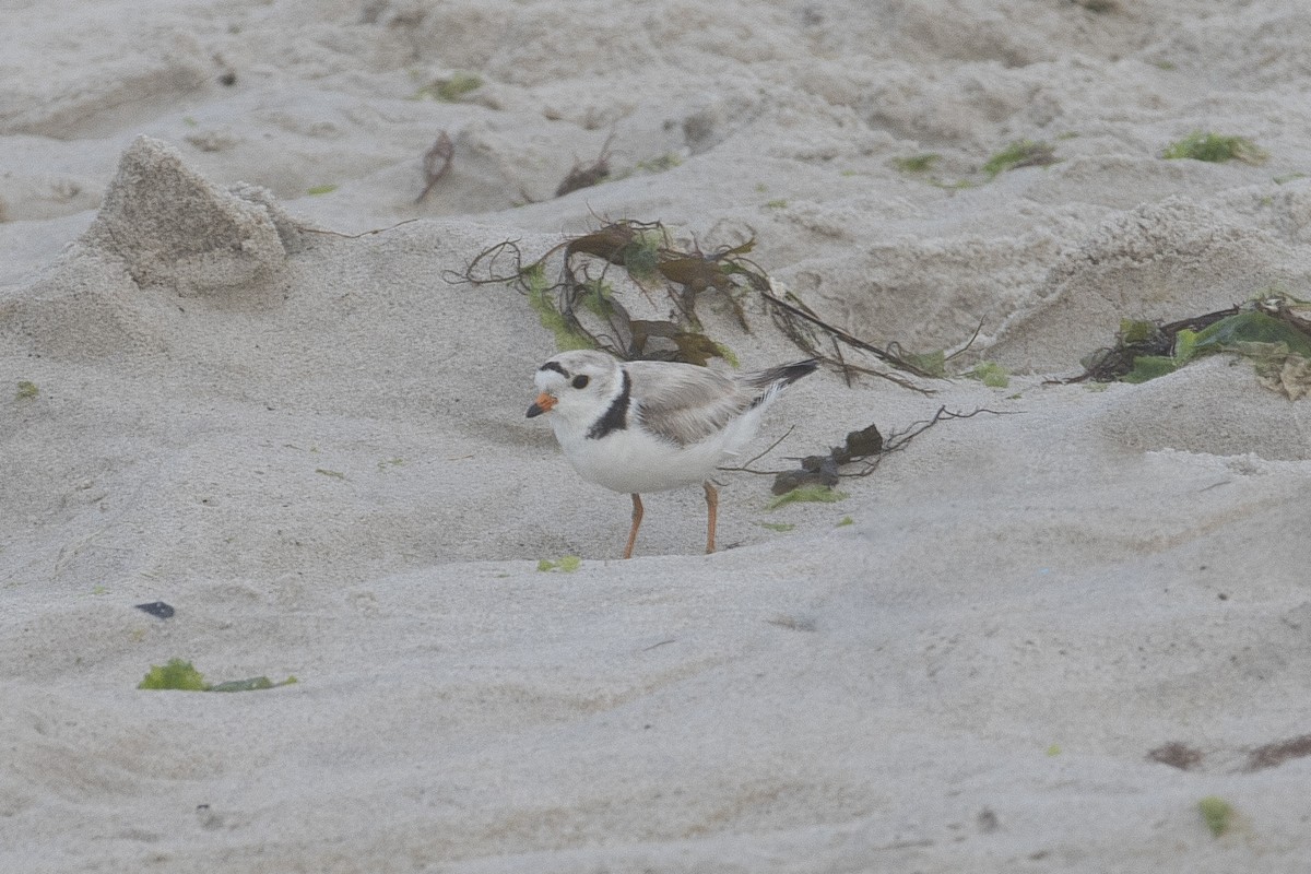 Piping Plover - ML620911342